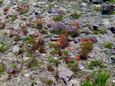 Wildflowers at Mt. St. Helens NM in WA
