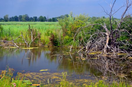 Brancheau Unit Wetland
