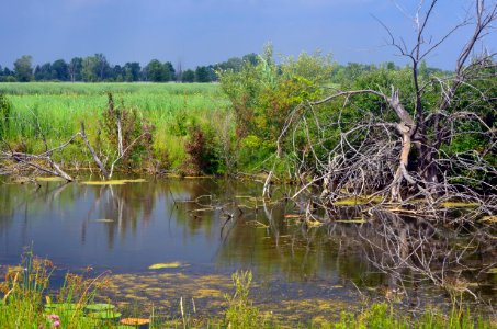 Brancheau Unit Wetland photo