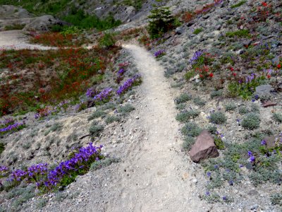 Wildflowers at Mt. St. Helens NM in WA