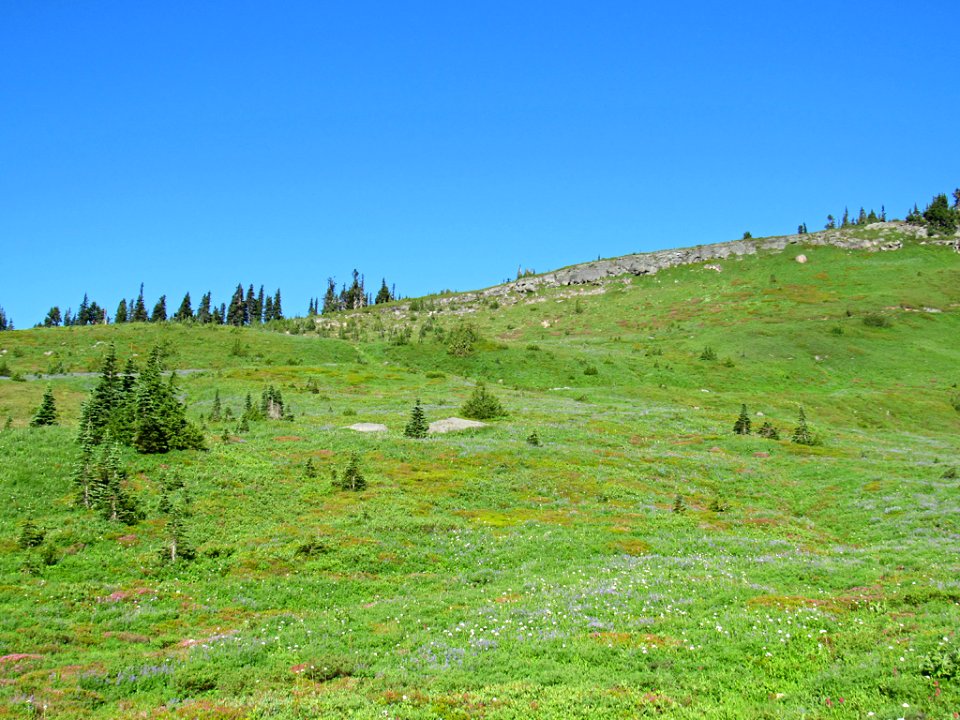 Wildflowers on Skyline Trail at Mt. Rainier NP in WA