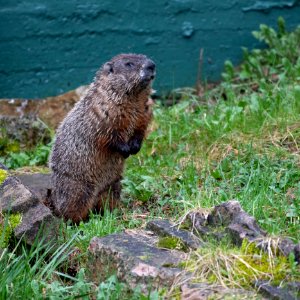 Groundhog photo