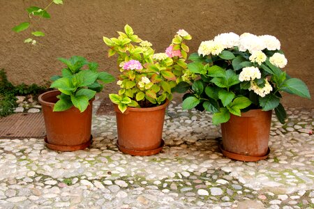 Decoration ceramic planting photo