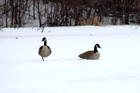 Canada Geese photo