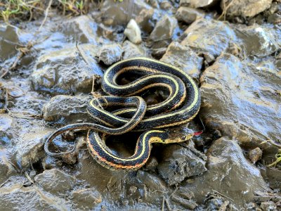 Garter Snake photo