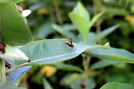 Potter Wasp on Common Milkweed
