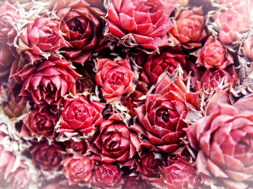 Red wild rose flower