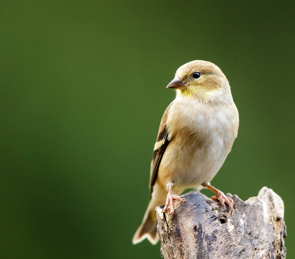 American Goldfinch