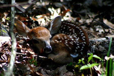 White-tailed Deer- Fawn photo