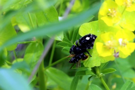 Bold Jumping Spider