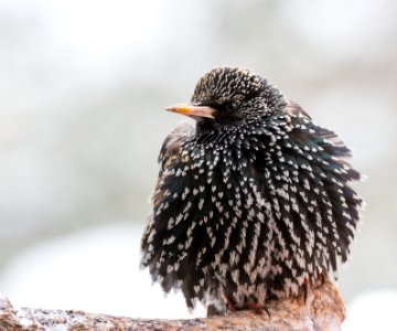 European Starling photo