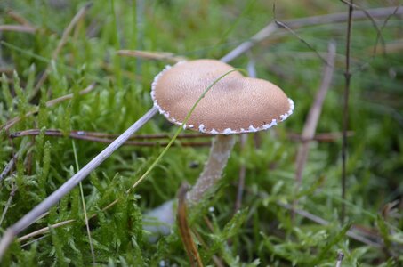 Harmful moss wild