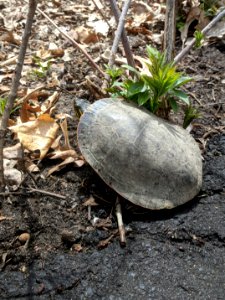 Painted Turtle Crossing a Path