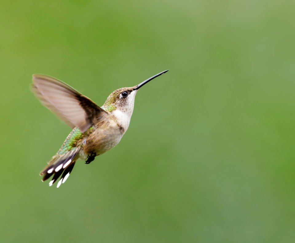 Ruby-throated Hummingbird