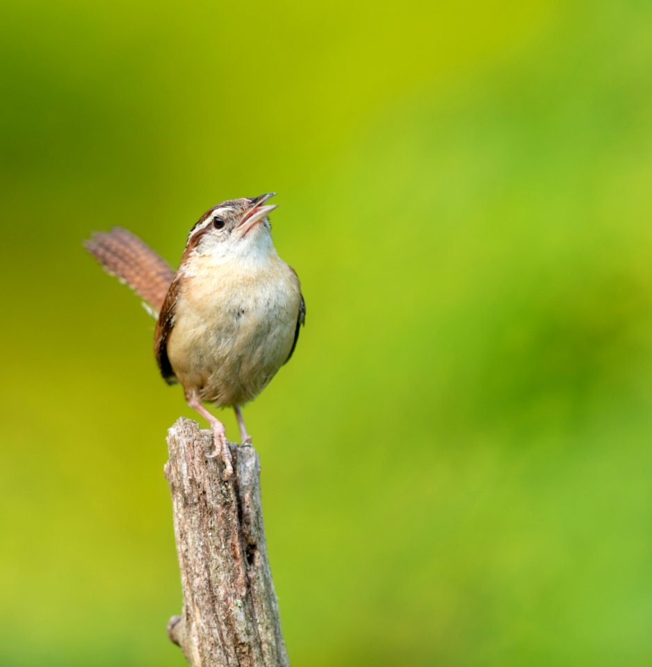 Carolina Wren
