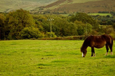 beacons horse