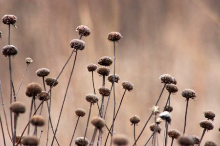 Wild Bergamot Seed Heads