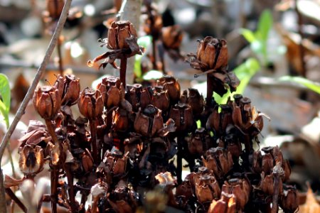 Dried Indian Pipe