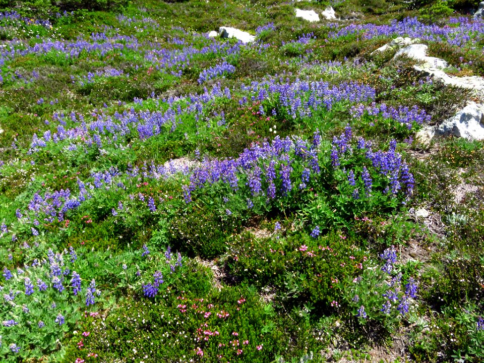 Hidden Lake Trail at North Cascades NP in WA