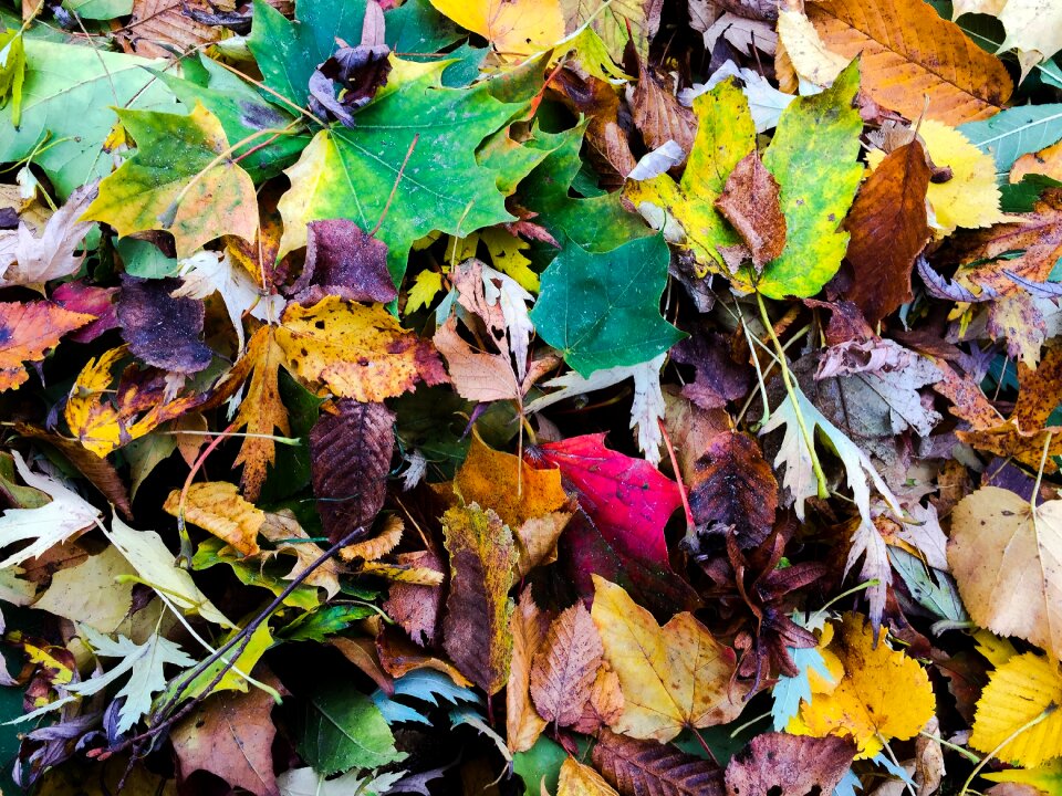 Autumn leaves fall foliage photo