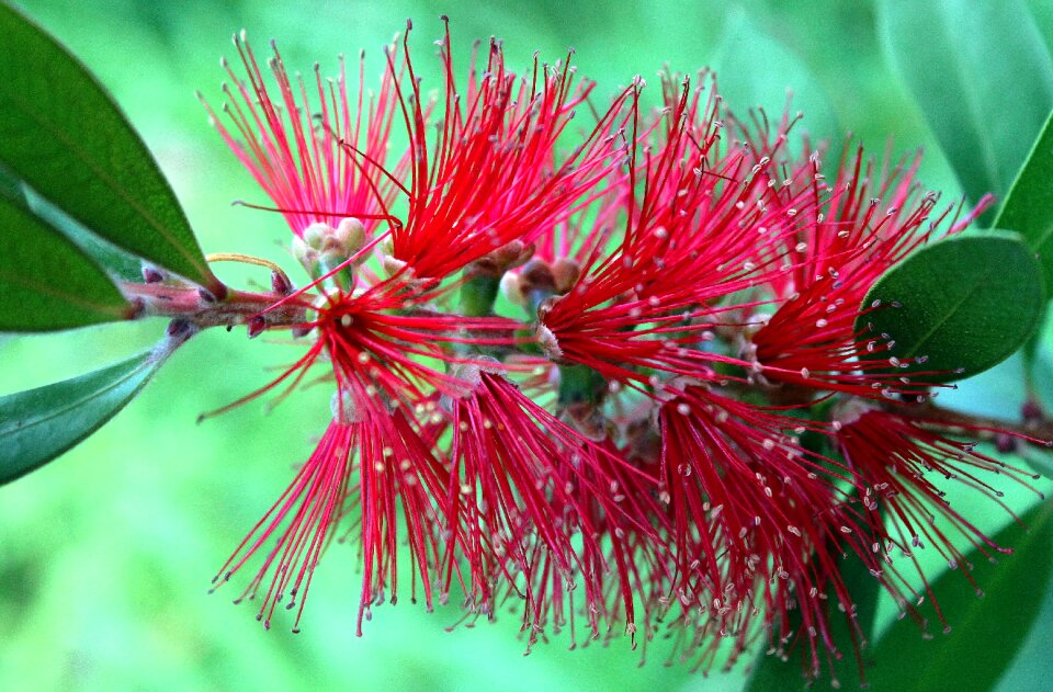 Plant flower star