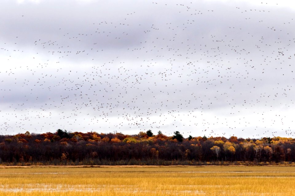 Waterfowl over Rice Lake National Wildlife Refuge in Minnesota