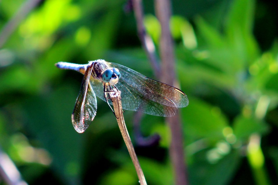 Male Blue Dasher Dragonfly photo