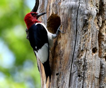 Red-headed woodpecker photo