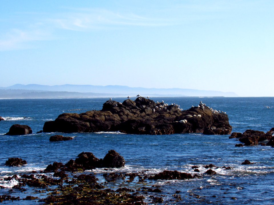 Cobble Beach at Yaquina Head in OR