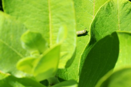 Monarch Caterpillar on Common Milkweed photo