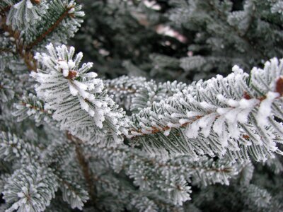 Ice snowy pine