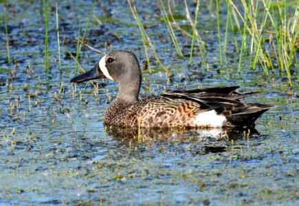 Blue-winged teal photo