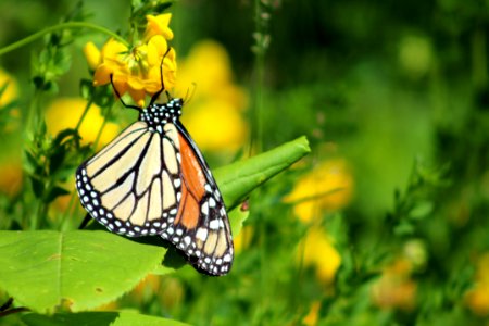 Monarch Butterfly Drinking Nectar From Invasive Plant photo