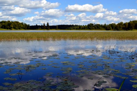 Blue Wetland