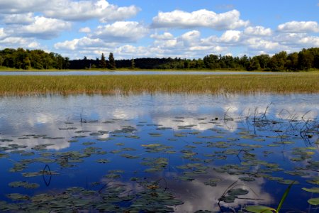 Blue Wetland photo