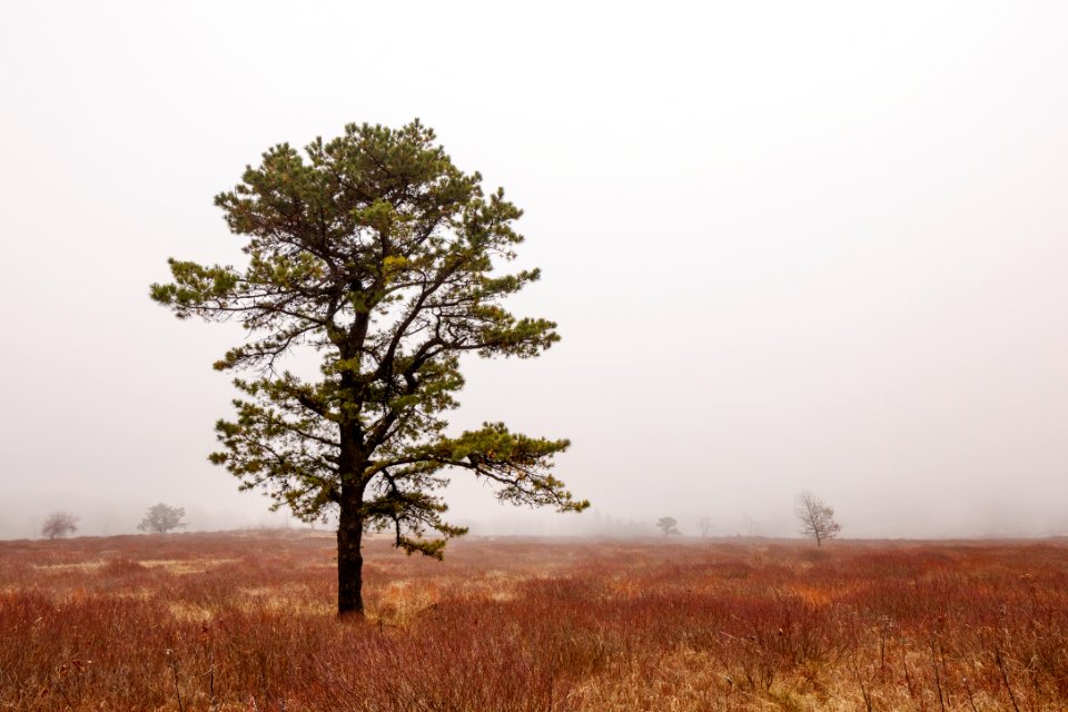 Tree in the Mist