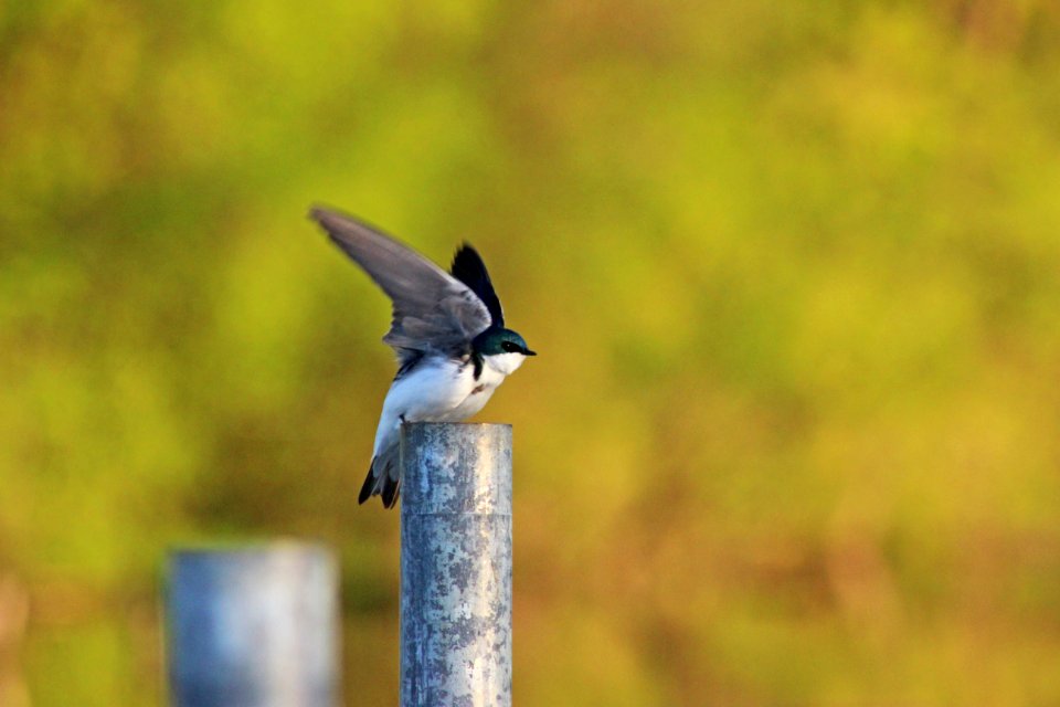 Tree Swallow Takeoff