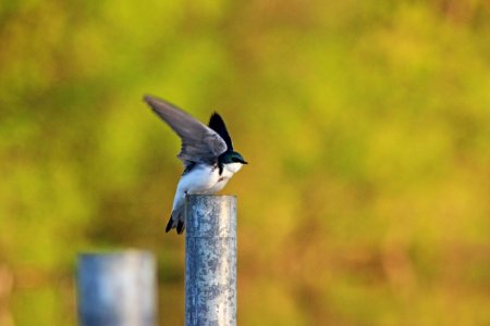 Tree Swallow Takeoff photo