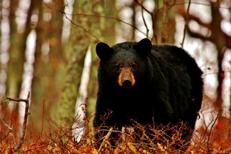 American Black Bear photo