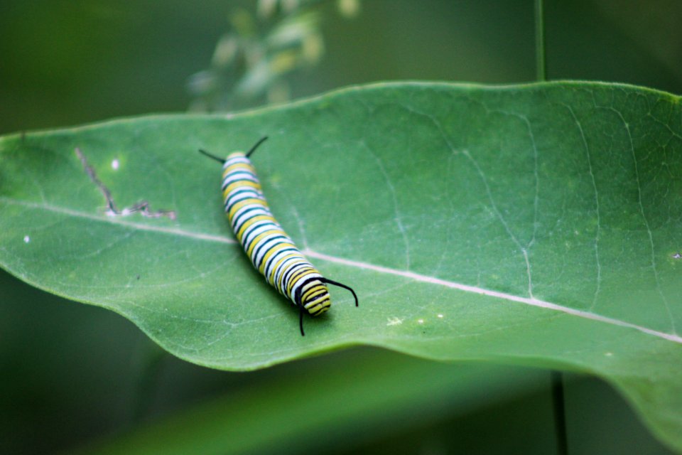 Monarch Caterpillar on Common Milkweed