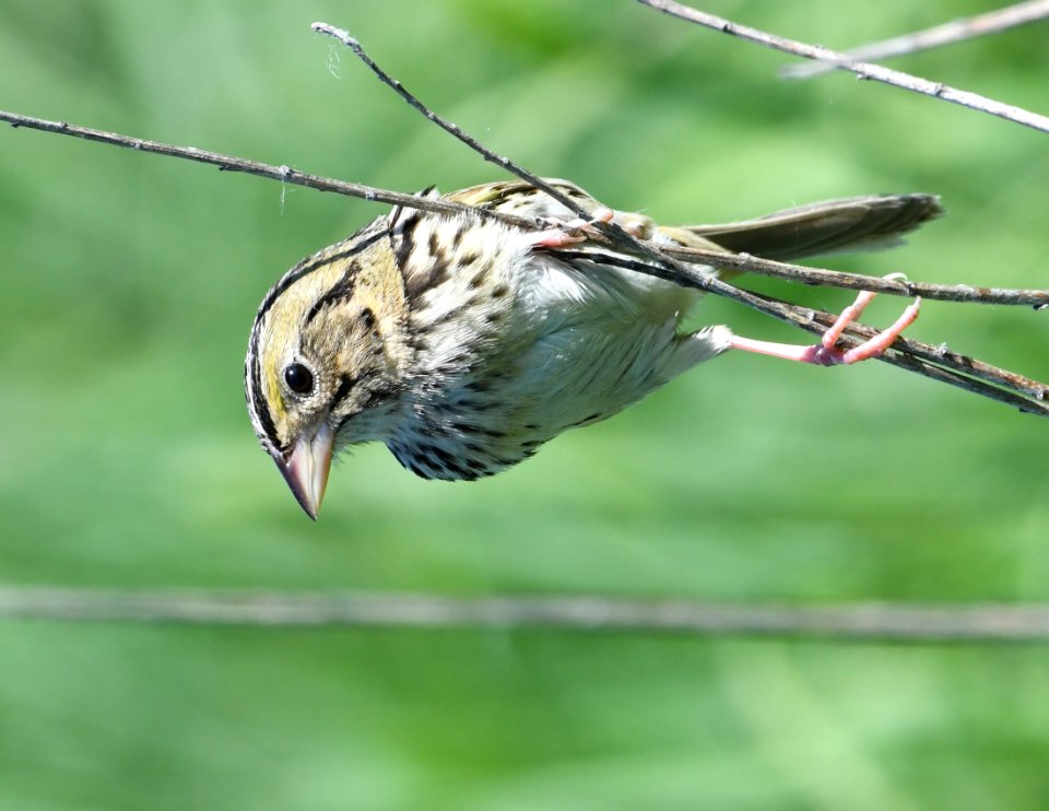 Henslow's sparrow photo