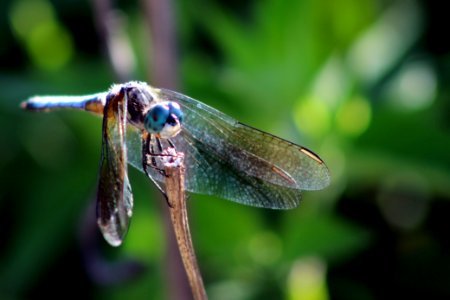 Male Blue Dasher Dragonfly photo