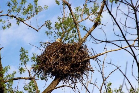 Bald Eagle Nesting photo
