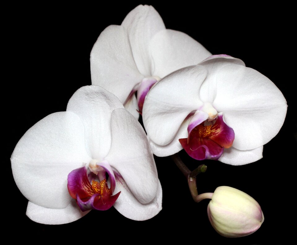 Orchid blooming plant