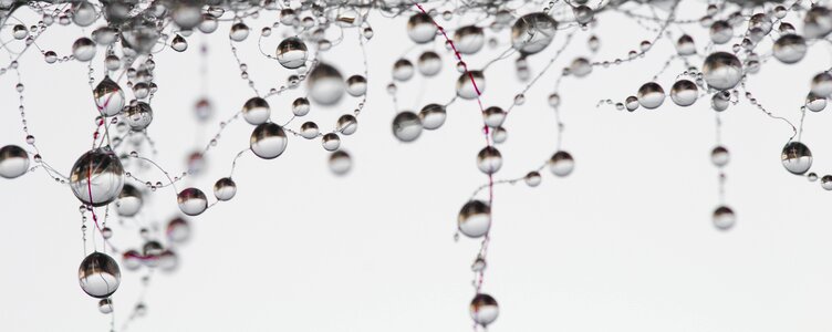 White rain drops the dew