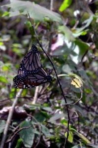 Monarchs in Mexico
