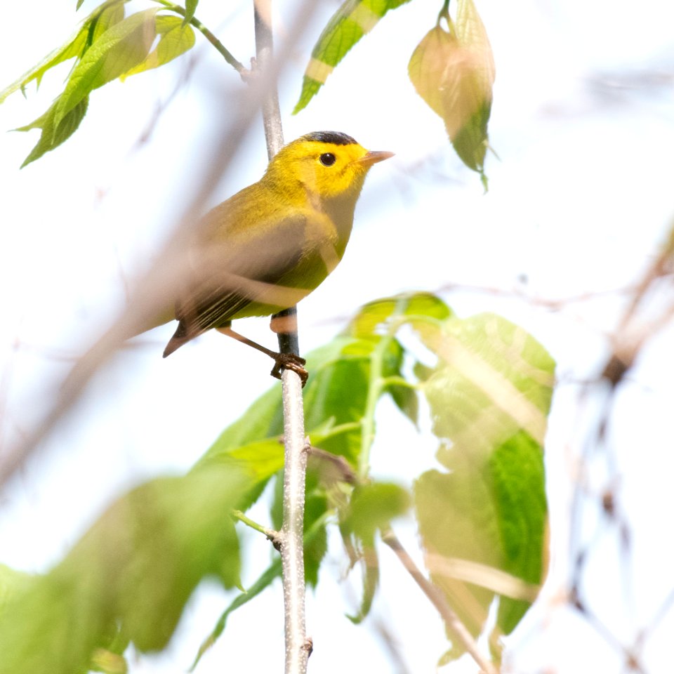 Wilson's Warbler