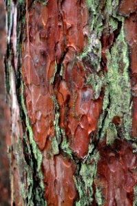 Red Pine
