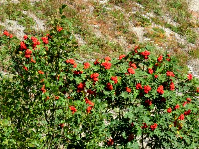 Wildflowers at Mt. St. Helens NM in WA