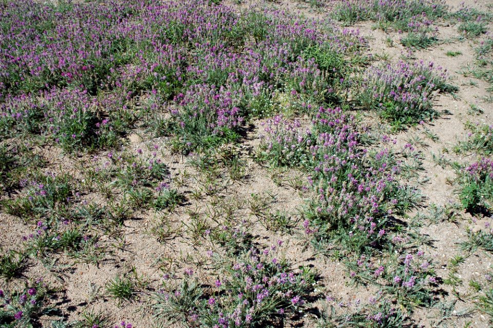 Fassetts Locoweed